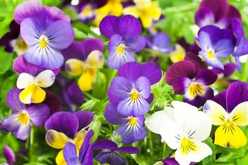 Bunga pansy di taman: Bagaimana cara merawatnya secara optimal?