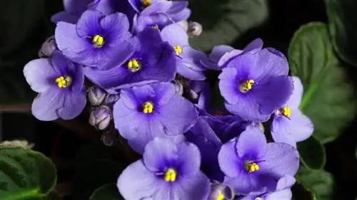 Zorg voor Afrikaanse viooltjes: tips voor weelderige bloemen