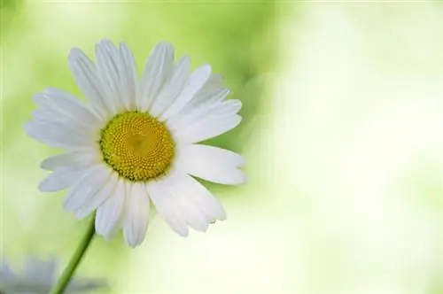 Madeliefieblomme: wenke vir plant, versorging en gebruik