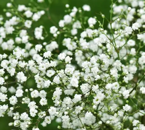 Planting og stell av gypsophila: Alle tips på et øyeblikk