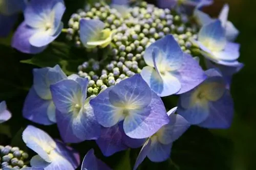 Hydrangea serrata