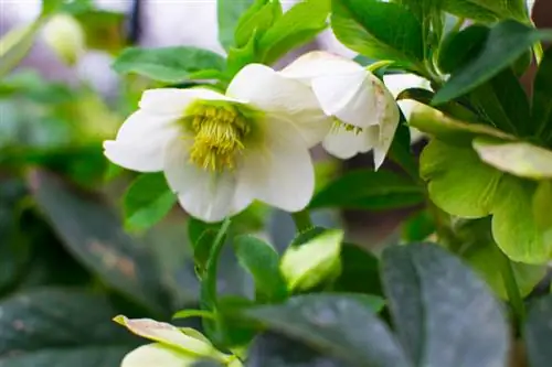 Rosa navideña: cultiva con éxito flores de invierno