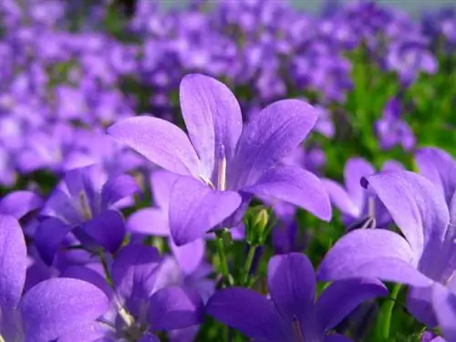 Campanula