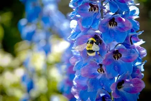 Propagating delphiniums: sowing, division or cuttings?