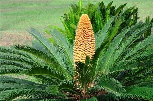 Cycad: Enostavna nega, lokacija in razmnoževanje