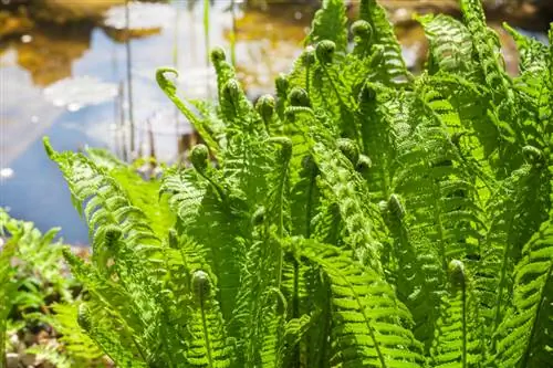 Helecho gusano: así prospera esta elegante planta en tu jardín