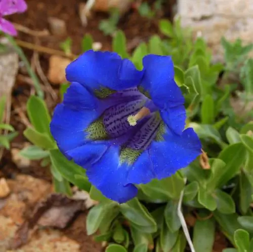 Gentian puutarhassa: kuinka istuttaa ja hoitaa sitä?