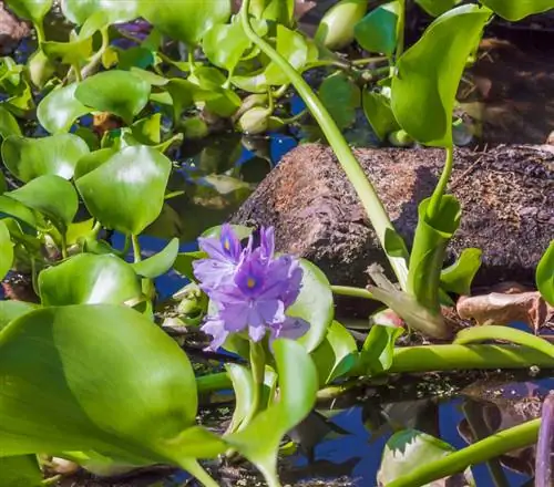 Jacinthe d'eau : entretien, propagation & quartiers d'hiver