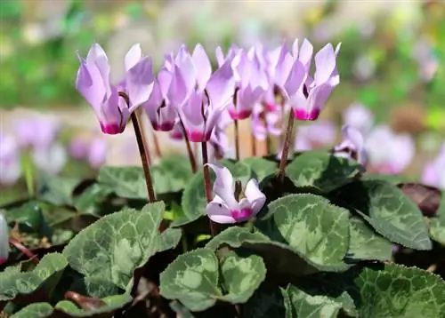 Cyclamen: Die regte sorg vir manjifieke blomme