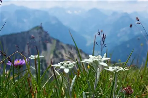 Edelweiss in the garden: The perfect cultivation and care guide