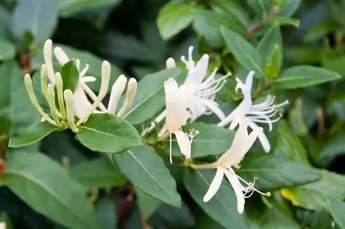 Honeysuckle in the garden: growth, care and cutting tips