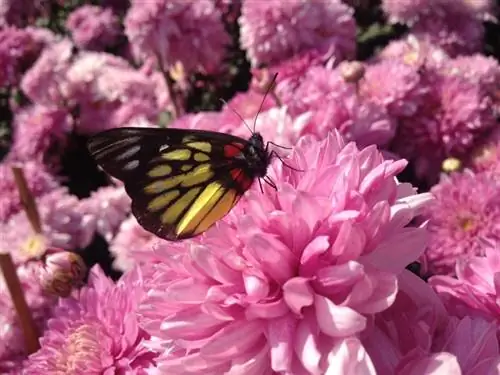 Chrysanthemums: Aina za kuvutia kwa vitanda na vyombo