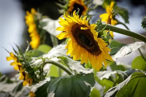 Helianthus annuus