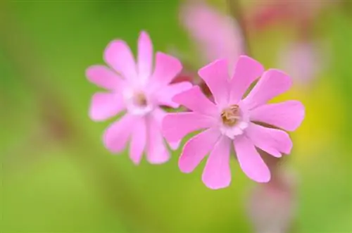 Campion di taman: Beginilah cara menanam dan menjaganya dengan betul