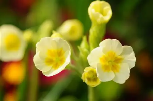 Cowslip: priežiūros, sodinimo ir dauginimo patarimai