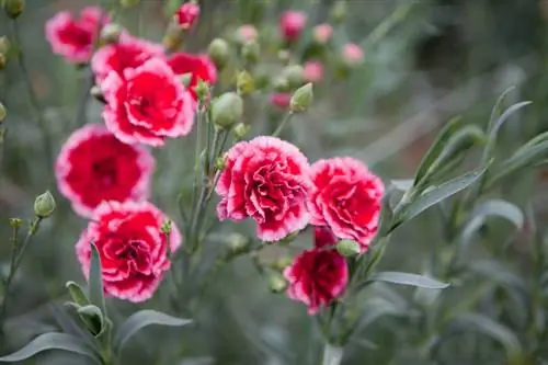 Dianthus