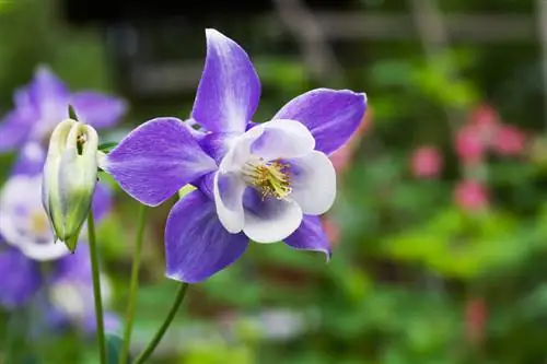 Columbine. Ինչպե՞ս հասնել փարթամ ծաղիկների այգում: