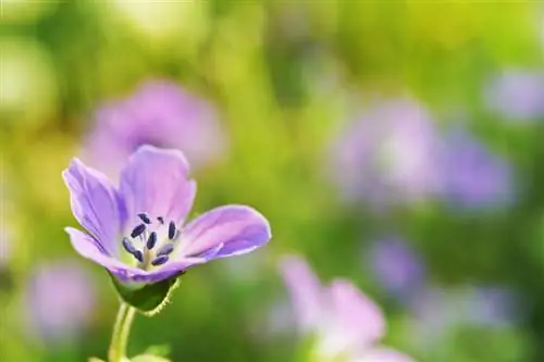 Cranesbill: Nii õitseb aasta püsik