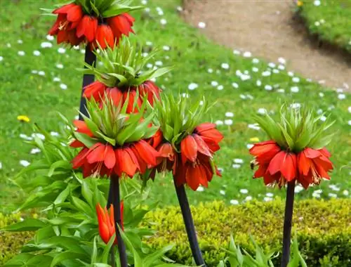 Fritillaria cesarska