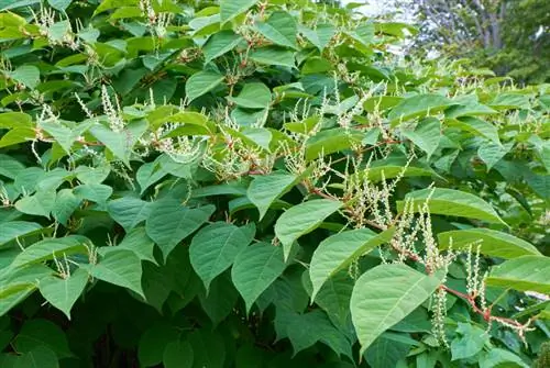 Gjenkjenne japansk knotweed: egenskaper og egenskaper