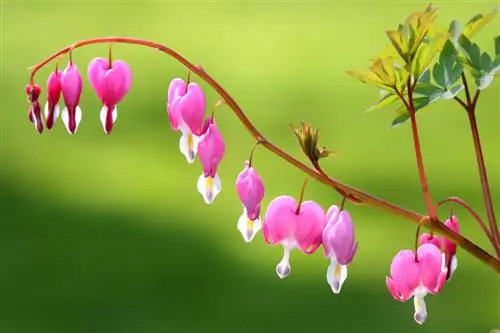 Lamprocapnos spectabilis