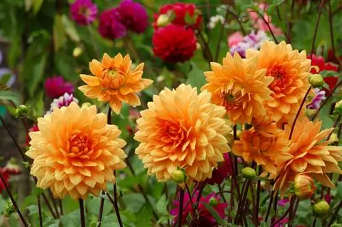 Dahlias: ดอกไม้มหัศจรรย์ - การดูแลและการเพาะปลูก