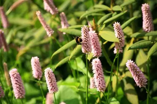 A është knotweed invazive në kopsht? Kuptoni avantazhet dhe disavantazhet