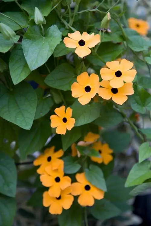 Thunbergia alata