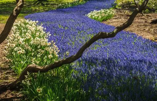 Jacintos de uva: ¿Cómo los planto, cuido y propago?