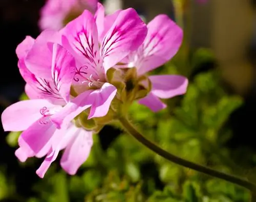 Pelargonium voňavé