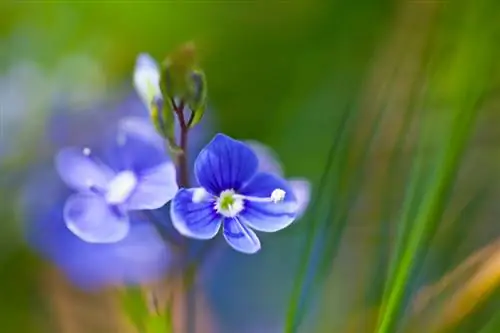 Niebieska lobelia