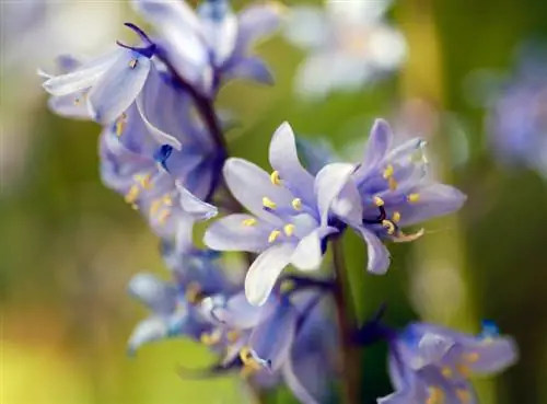 Hyacintoider