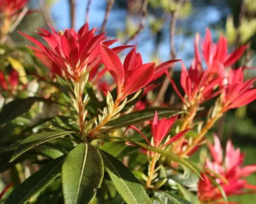 Japannese laventelheide: wenke vir plant en versorging