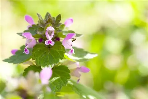 Deadnettle: Бактагы сүйкүмдүү көлөкө көп жылдык жылдыз