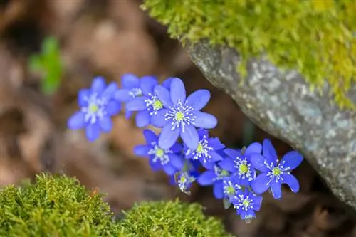 Anemone hepatica