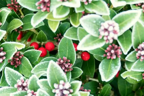 Skimmia japonica i haven: pleje, placering og plantetid