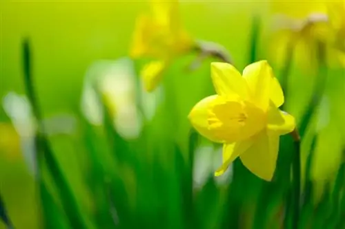 Narcis pseudonarciss