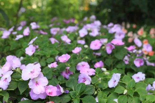 Impatiens ኒው ጊኒ