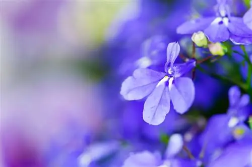 Lobelias: Fassinerende blomme vir beddens en balkonne