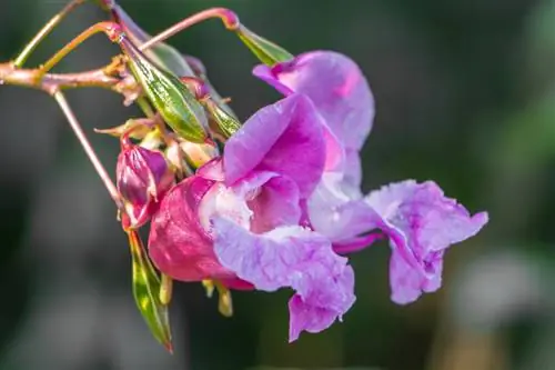 Springweeds en el jardín: hermosas variedades y consejos de cuidado