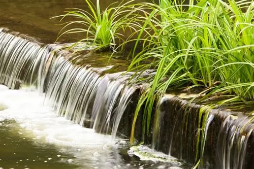 Planting and caring for sedges: interesting facts and tips