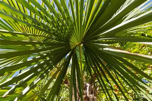 Trachycarpus