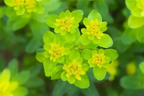 Spurge en el jardín: tipos, ubicación y cuidados