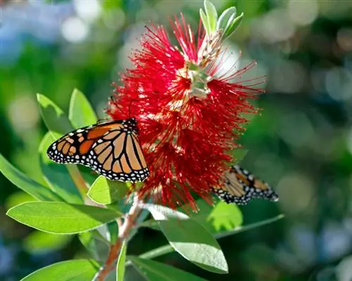 ক্যালিস্টেমন