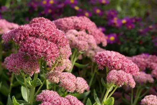 Stonecrop para jardim: Qual variedade é a certa para você?