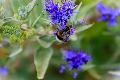 flor de barba