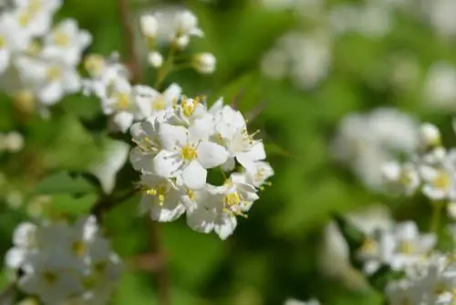 Plantera och ta hand om Deutzia: Så här fungerar det