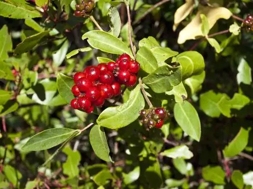 honeysuckle