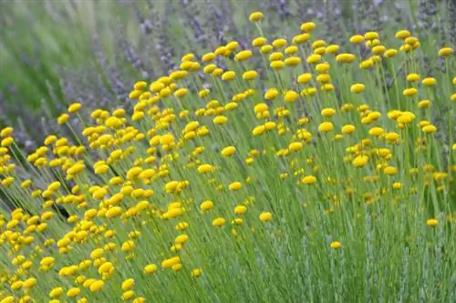 Heilig kruid in de tuin: teelt, verzorging en gebruik