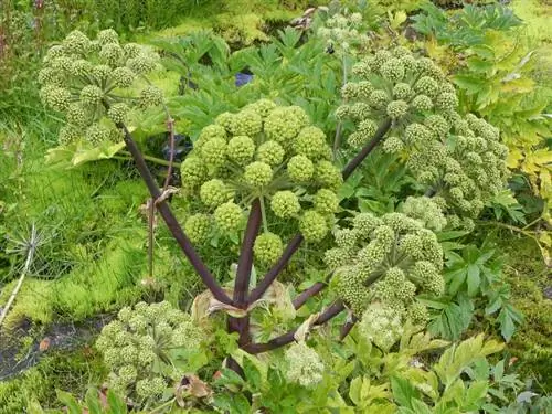 Angelica: cultivation and care of the medicinal and ornamental plant